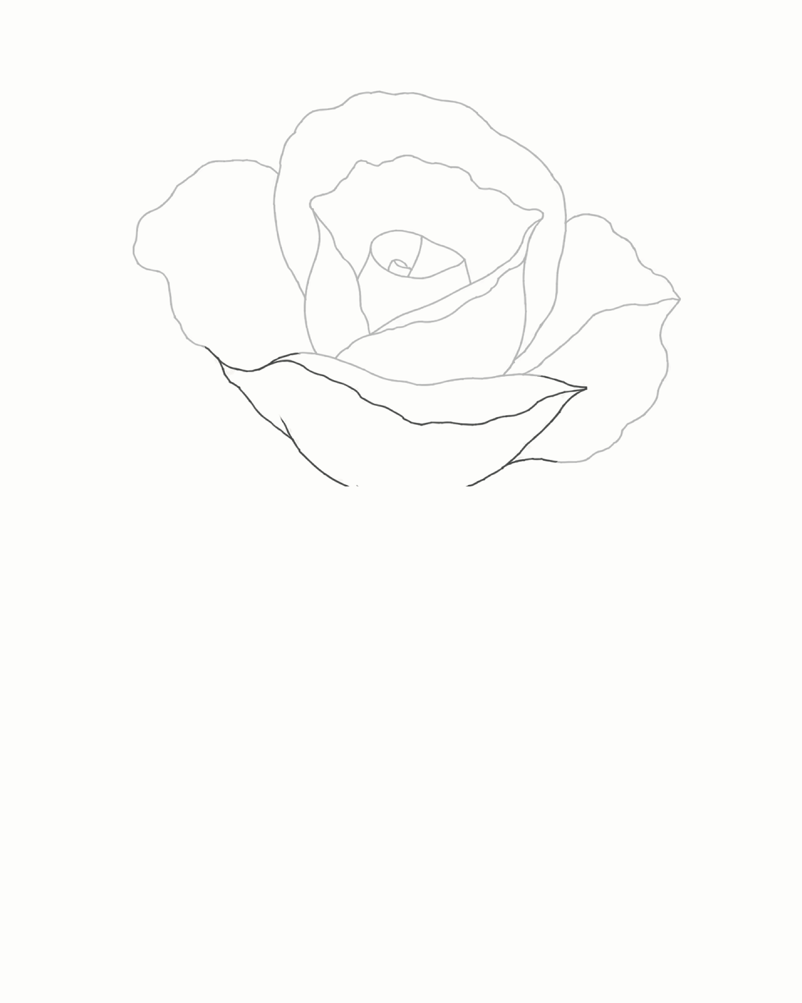 Stage 4 rose drawing with one broad asymmetrical front petal closing the bloom and covering all three open endpoints