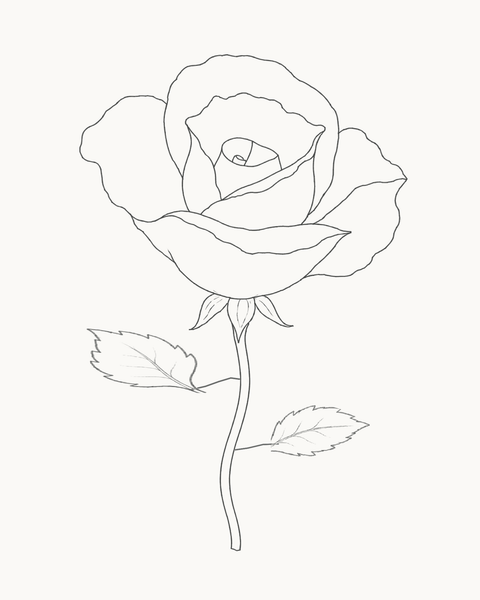 Completed pencil rose from the seven-stage drawing guide