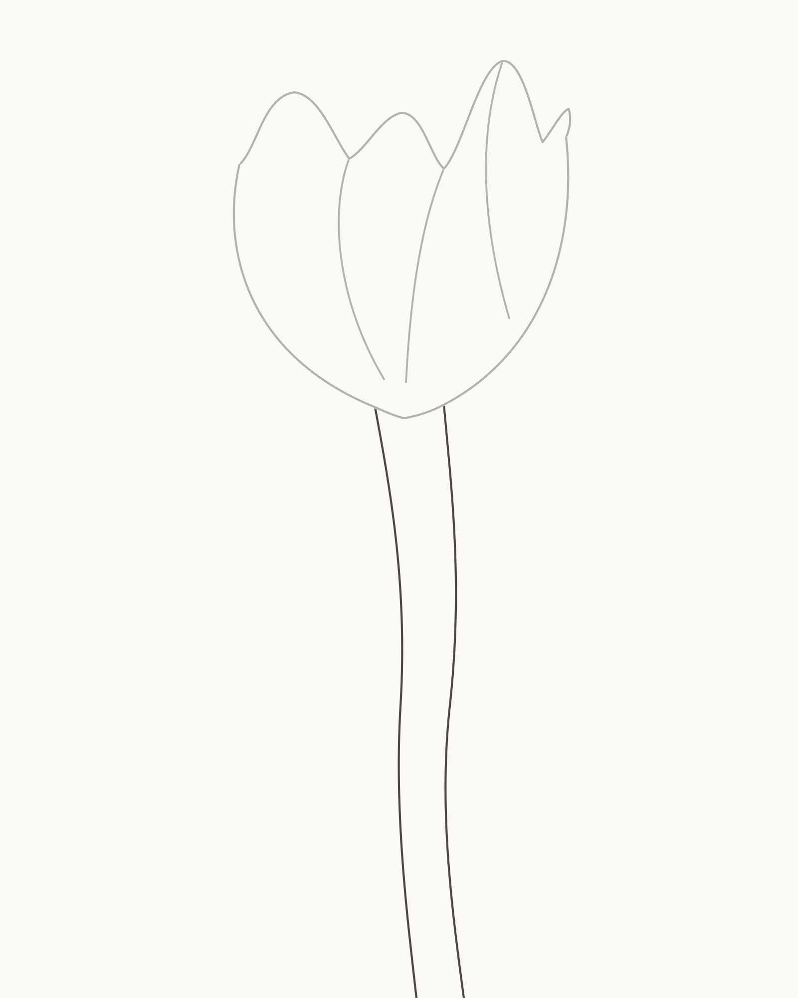 Stage 4 tulip drawing adding two gently S-curved stem edges at separate points beneath the bloom