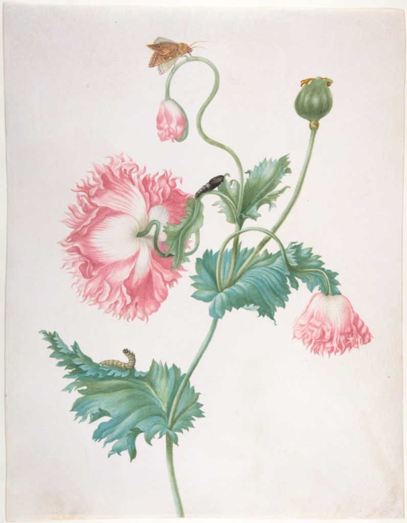 Herolt poppy life-cycle illustration