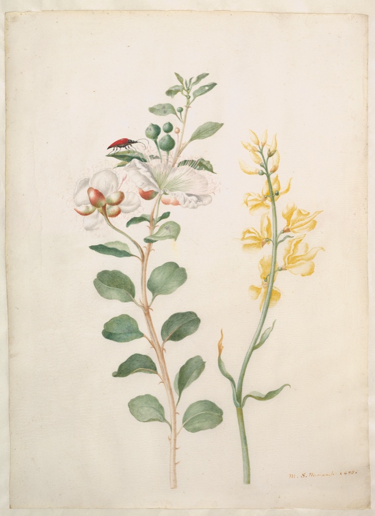 Maria Sibylla Merian botanical study