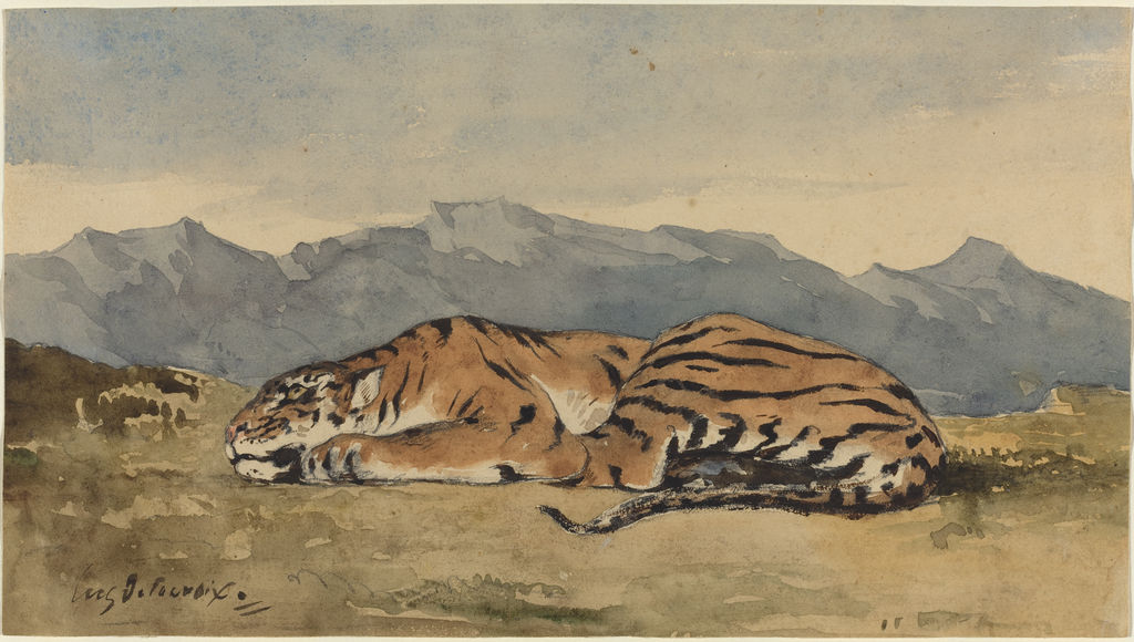Tiger, about 1830, watercolour