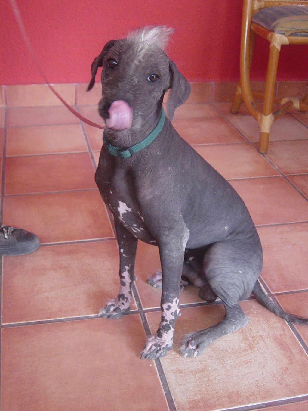 A dark hairless dog sitting on a tiled floor, with its tongue raised towards its nose.