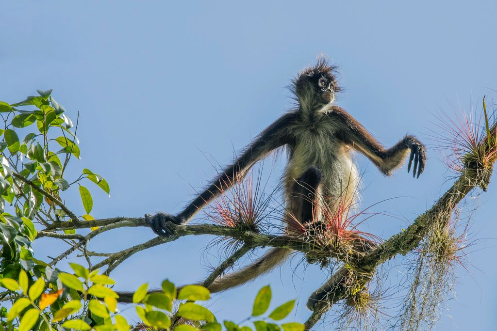A spider monkey balancing with outstretched arms on tree branches against a blue sky.