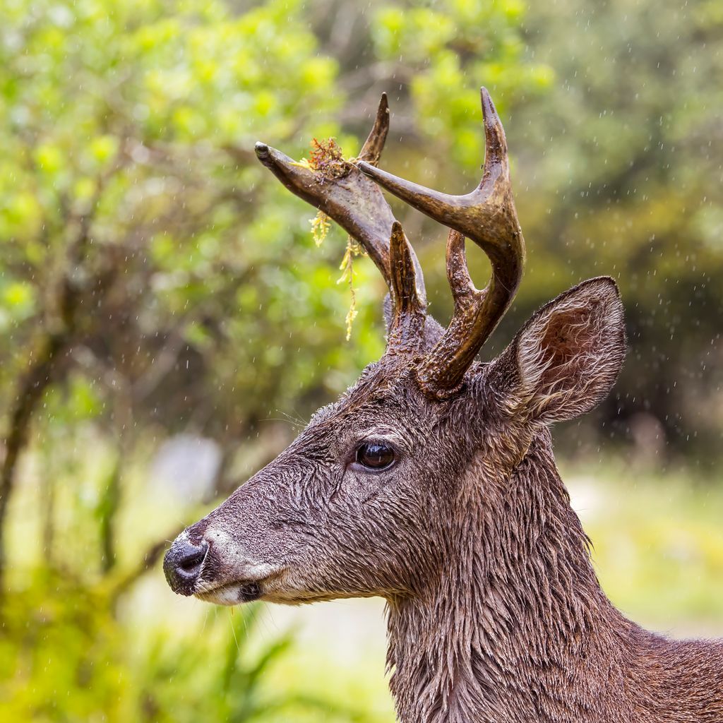 Side view of a white-tailed deer's head and branching antlers against green foliage.