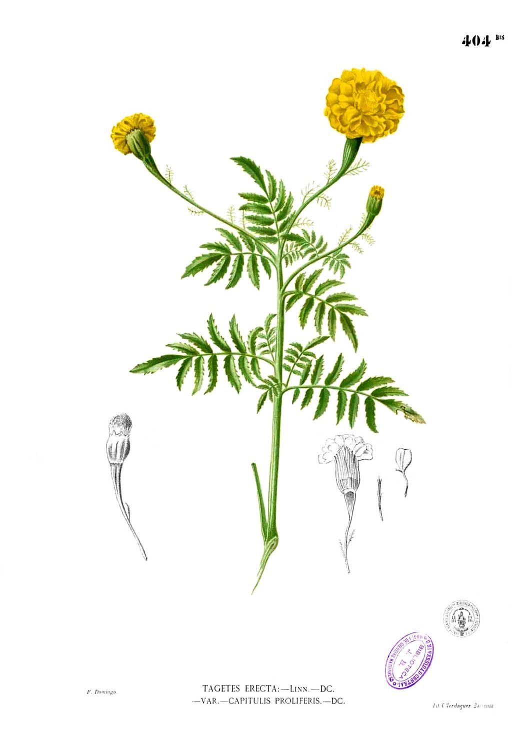 Historical botanical plate showing a marigold plant, yellow flowers, divided leaves and small flower details.