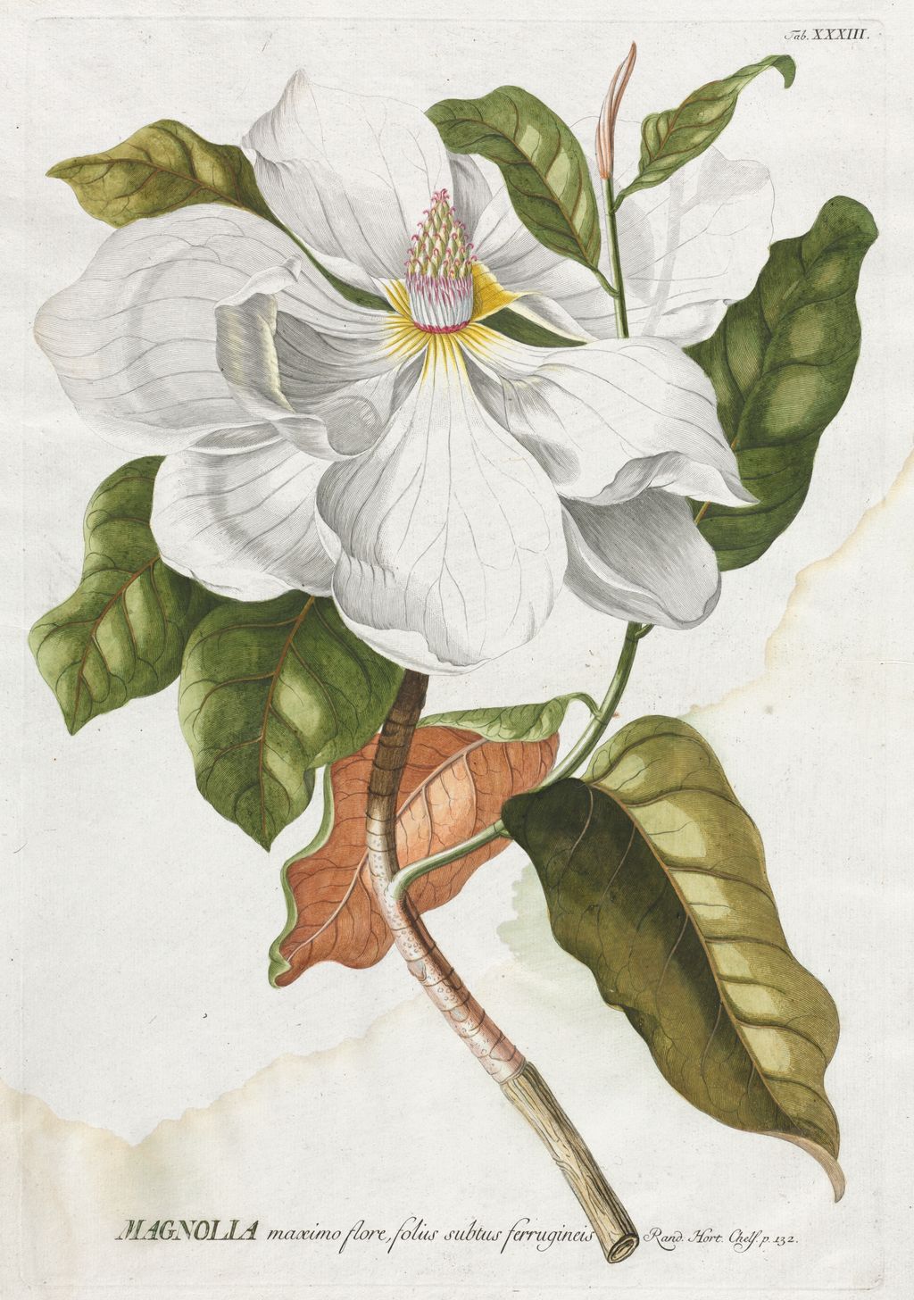 Historischer botanischer Stich mit Magnolienblüten
