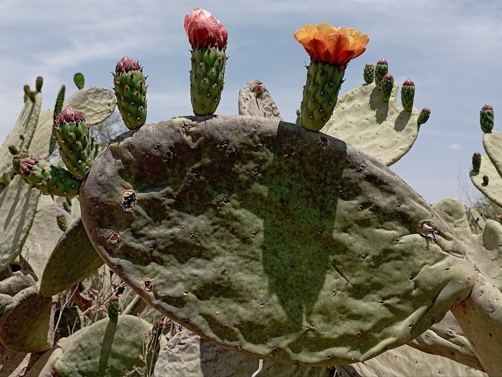 Blüten an einem Nopalkaktus