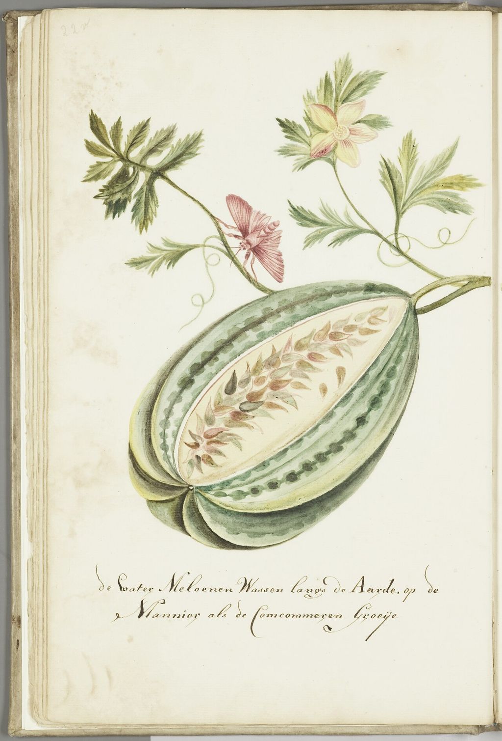 Eighteenth-century watermelon botanical drawing