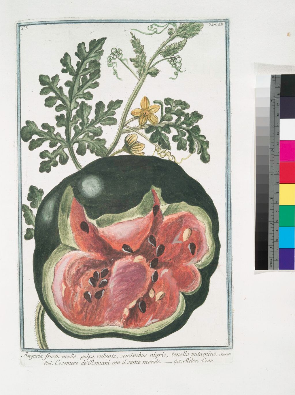Étude de pastèque à chair rouge du XVIIIe siècle