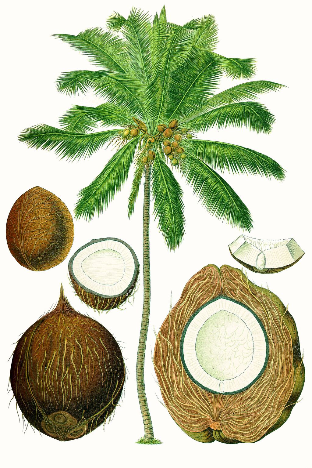 Nineteenth-century coconut-palm illustration