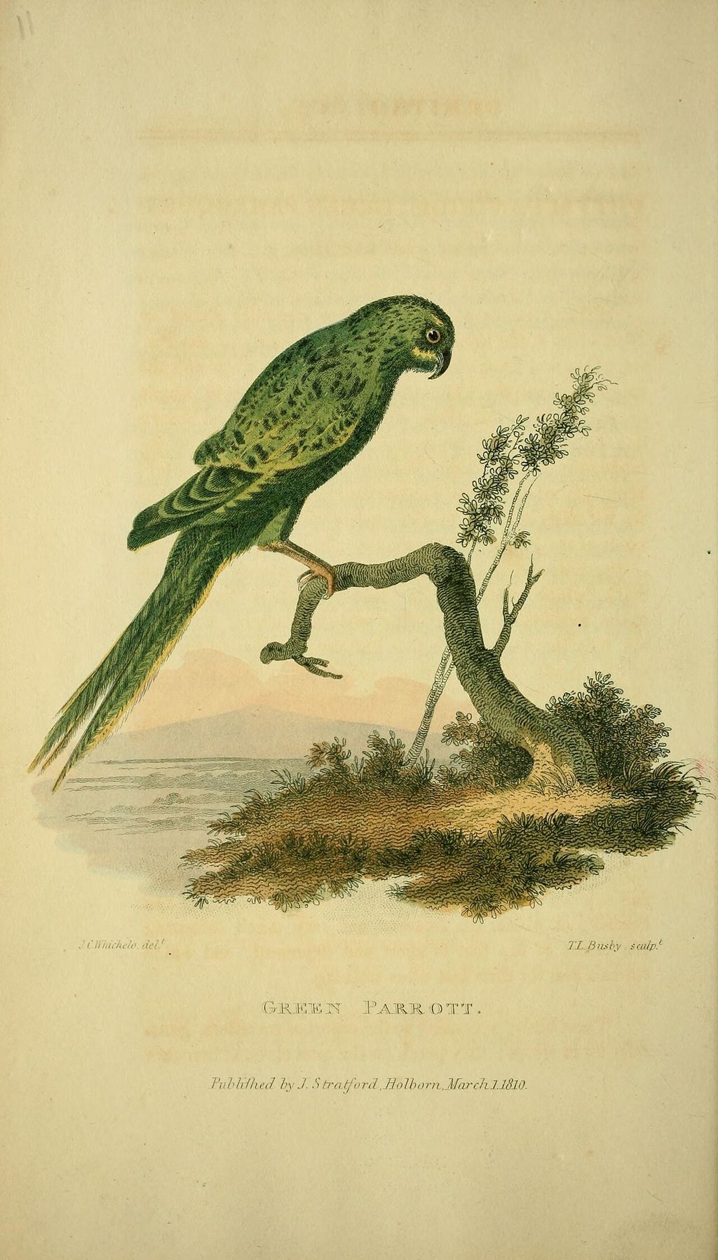 Illustrazione di un pappagallo verde dell'inizio dell'Ottocento