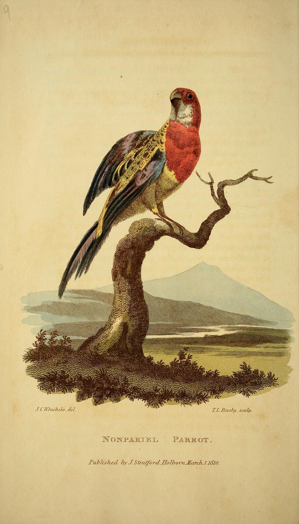 Illustration de perroquet du début du XIXe siècle
