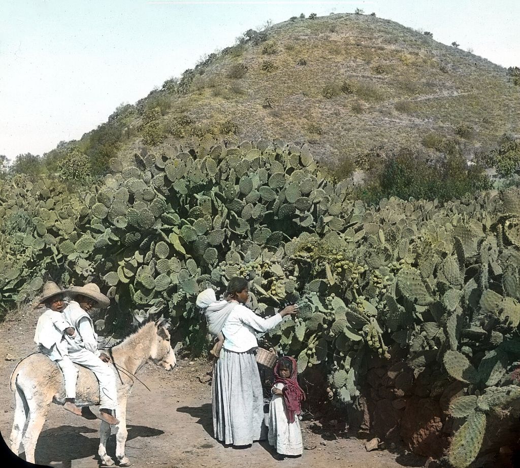 Prickly pears in Mexico, 1903 lantern slide