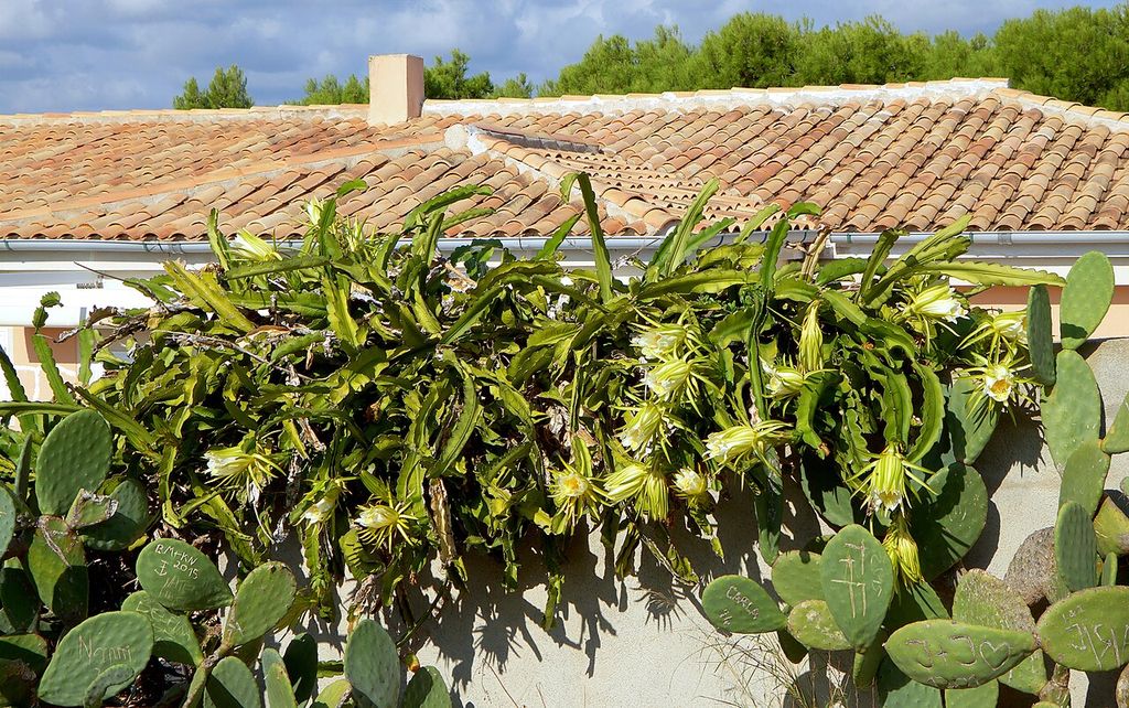 Pitahaya cactus growth habit