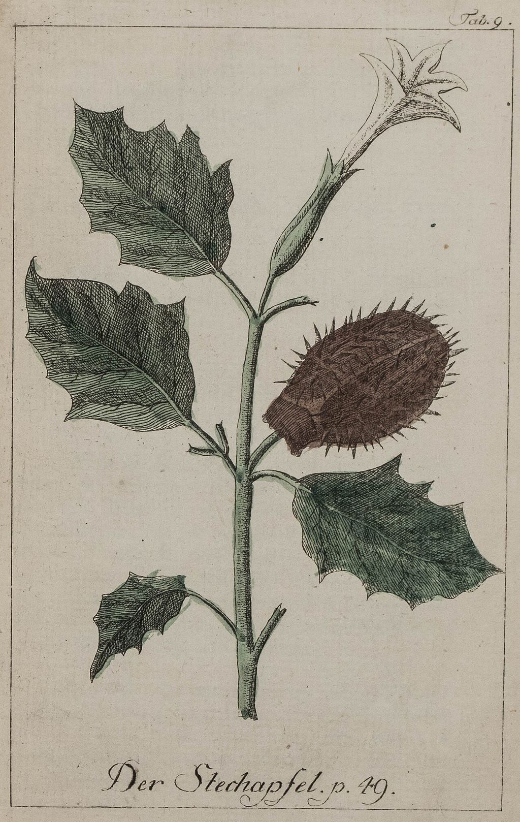 Historic botanical illustration: Datura stramonium botanical illustration.