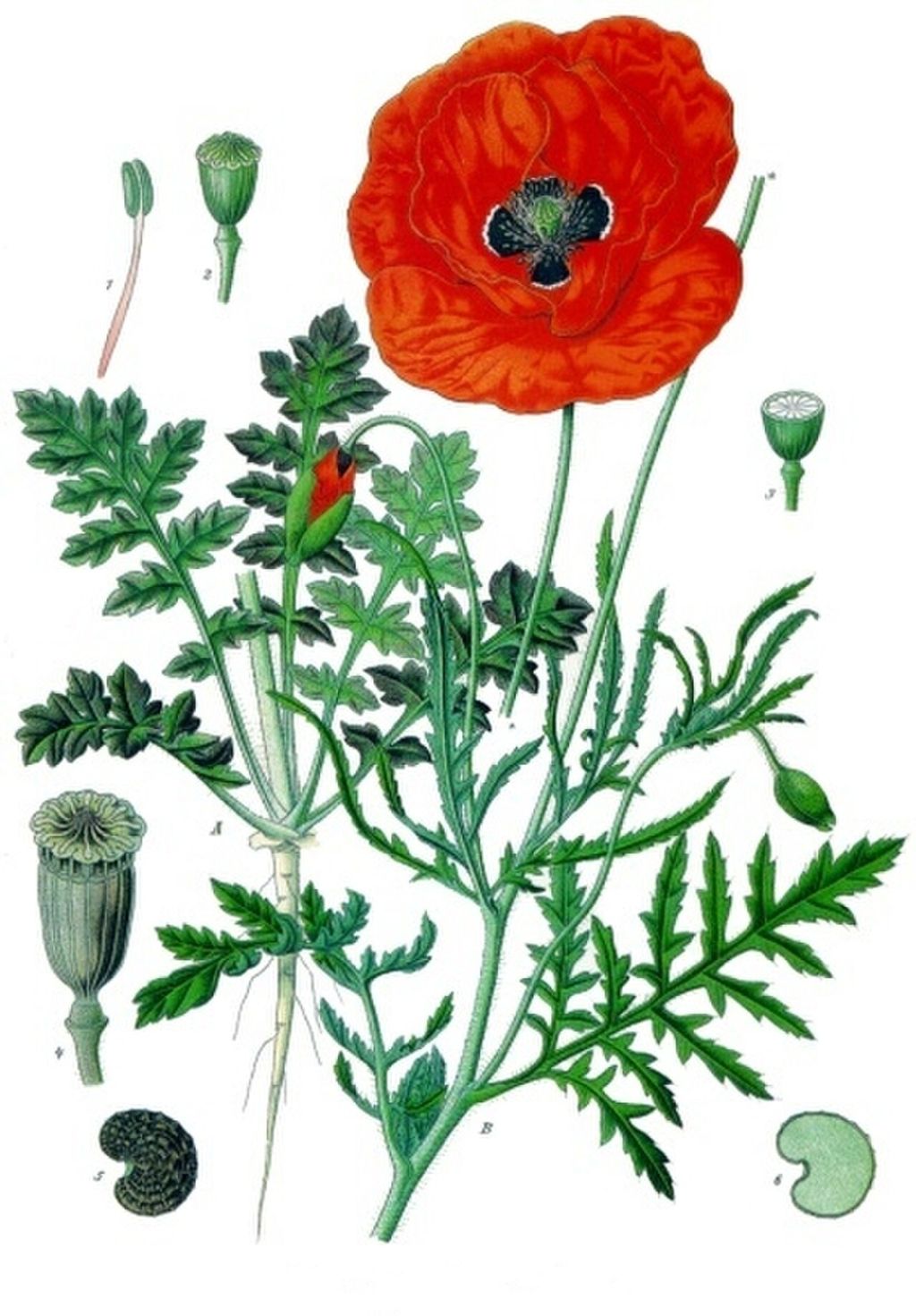 Historic botanical illustration: Red poppy botanical illustration.