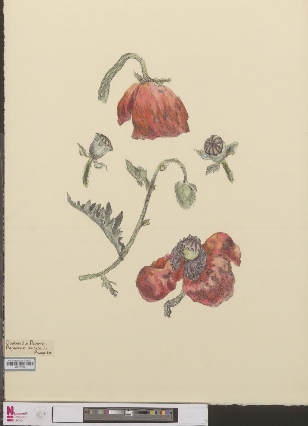 Historic botanical illustration: Oriental poppy botanical study.