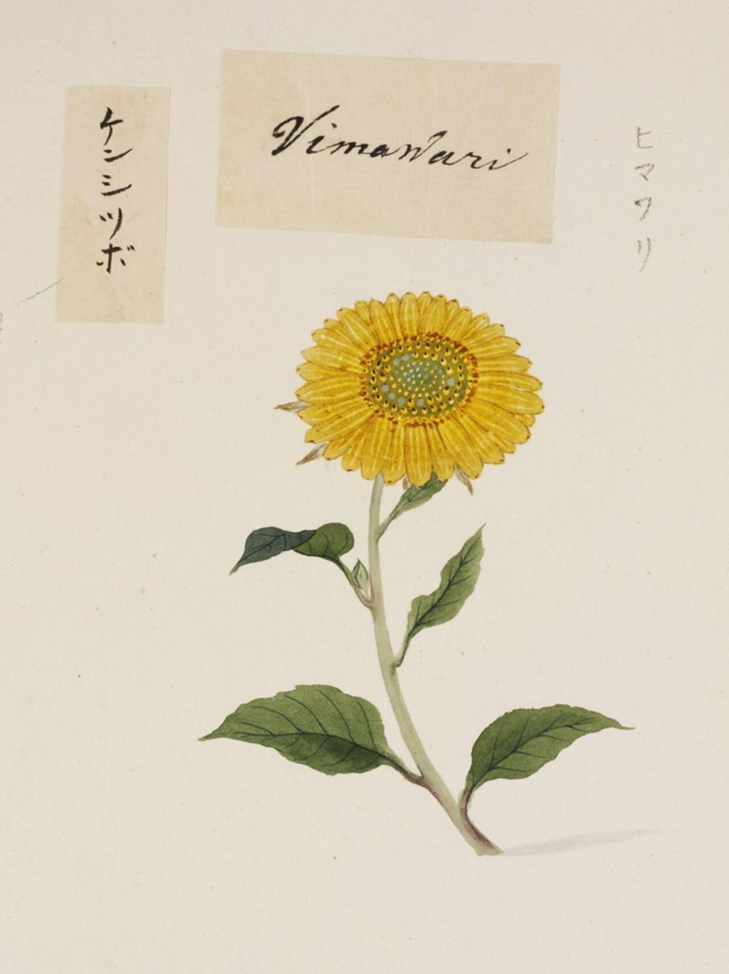 Historic botanical illustration: Sunflower botanical watercolour.