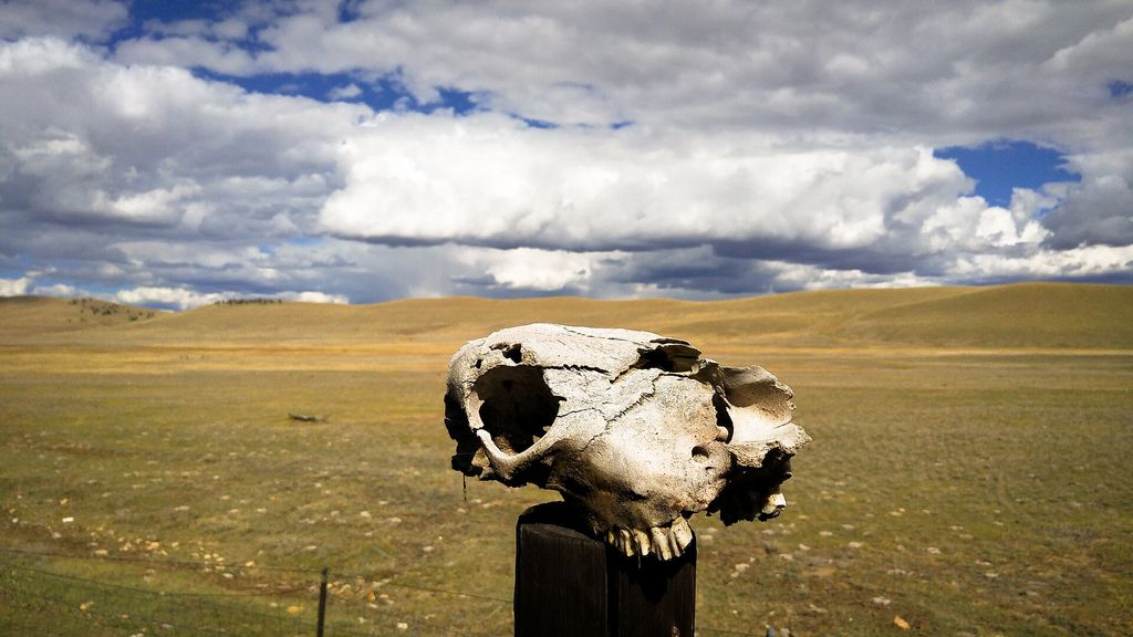 Photograph of Cow skull on a fence post.