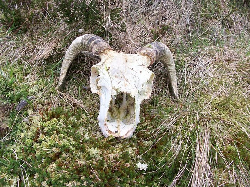 Photograph of Ram skull.