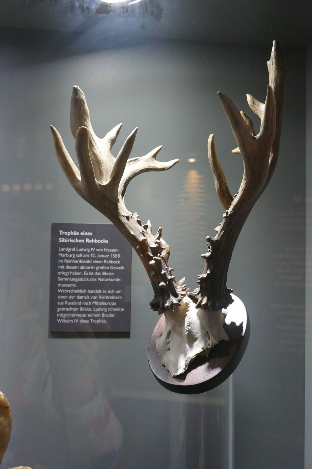 Photograph of Deer skull and antlers.