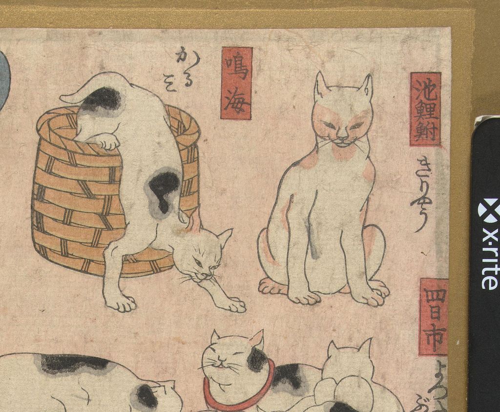 容器から身を乗り出す猫