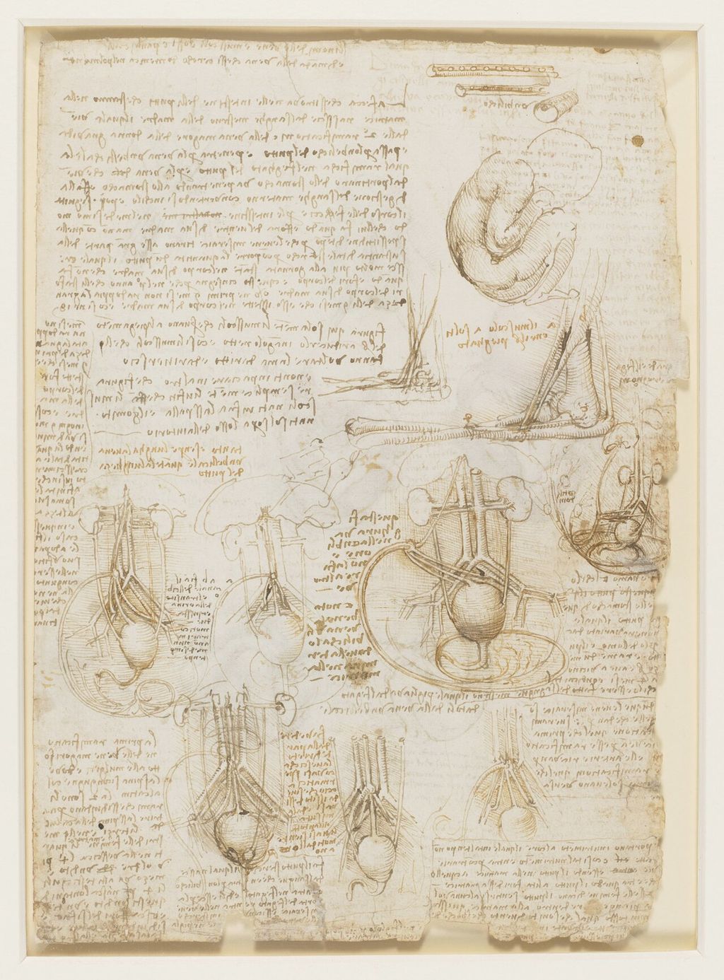 Studien des Fötus, der inneren Organe und des Arms.