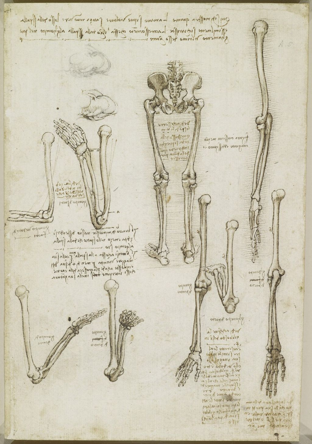 Knochen des Arms und des Beins.