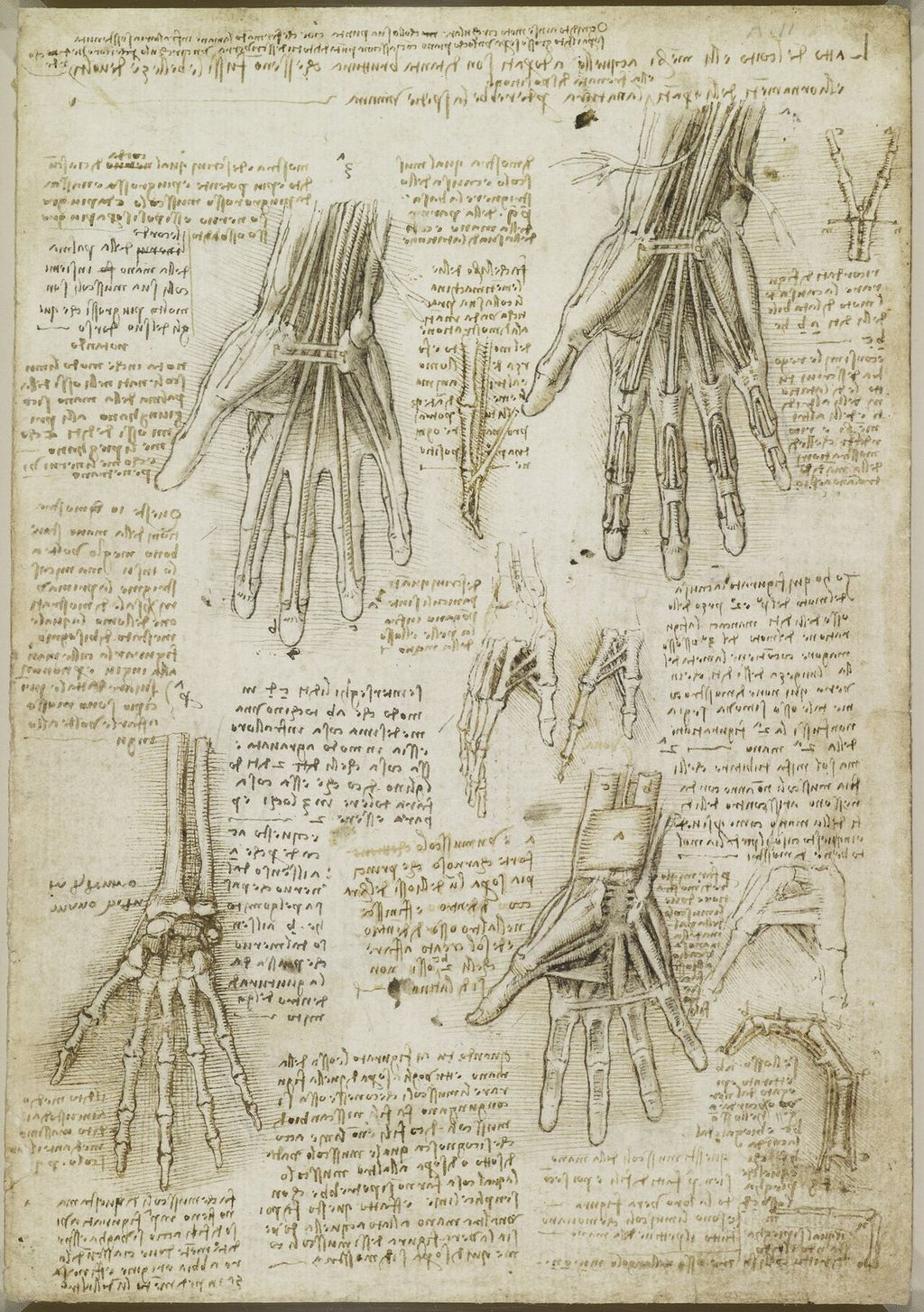 Knochen, Muskeln und Sehnen der Hand.