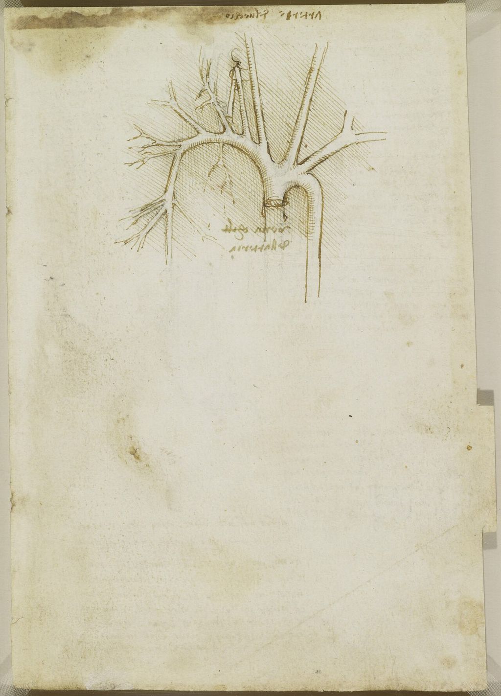 Arterien der Schulter.