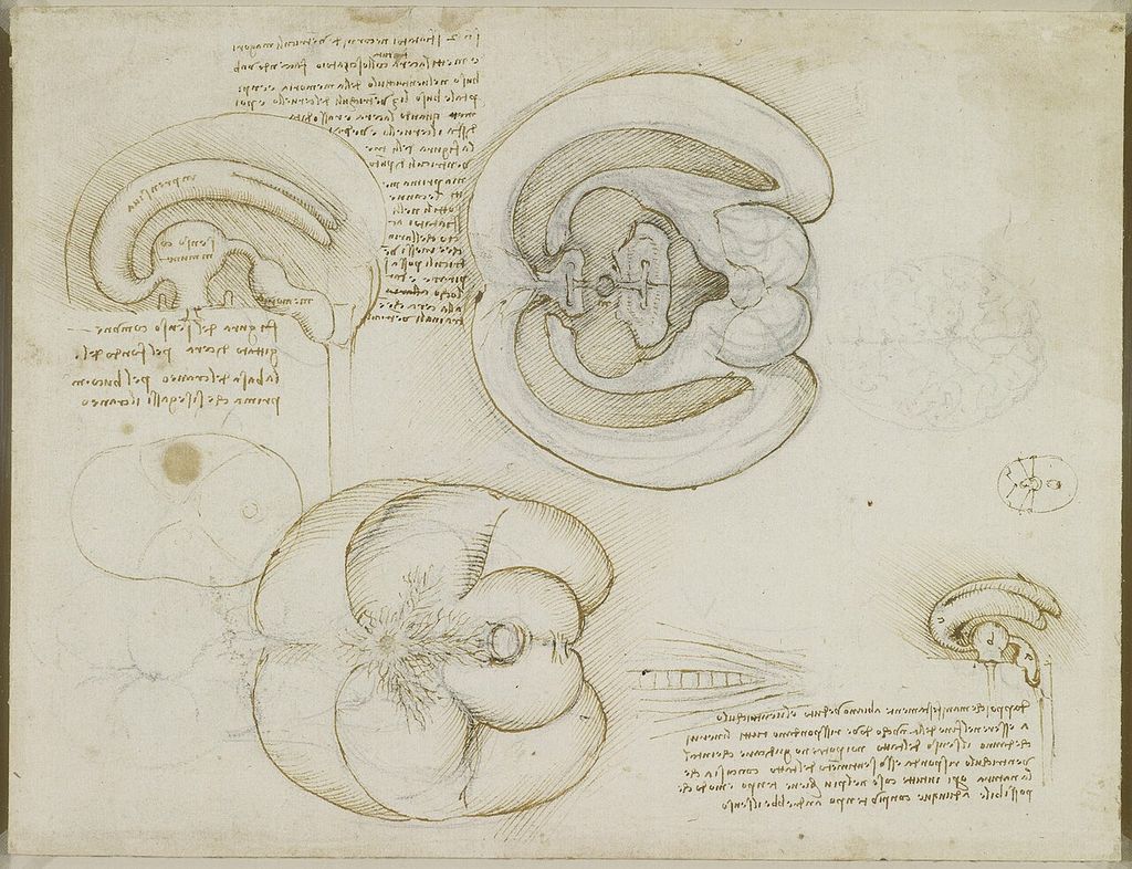 Studie des Gehirns.