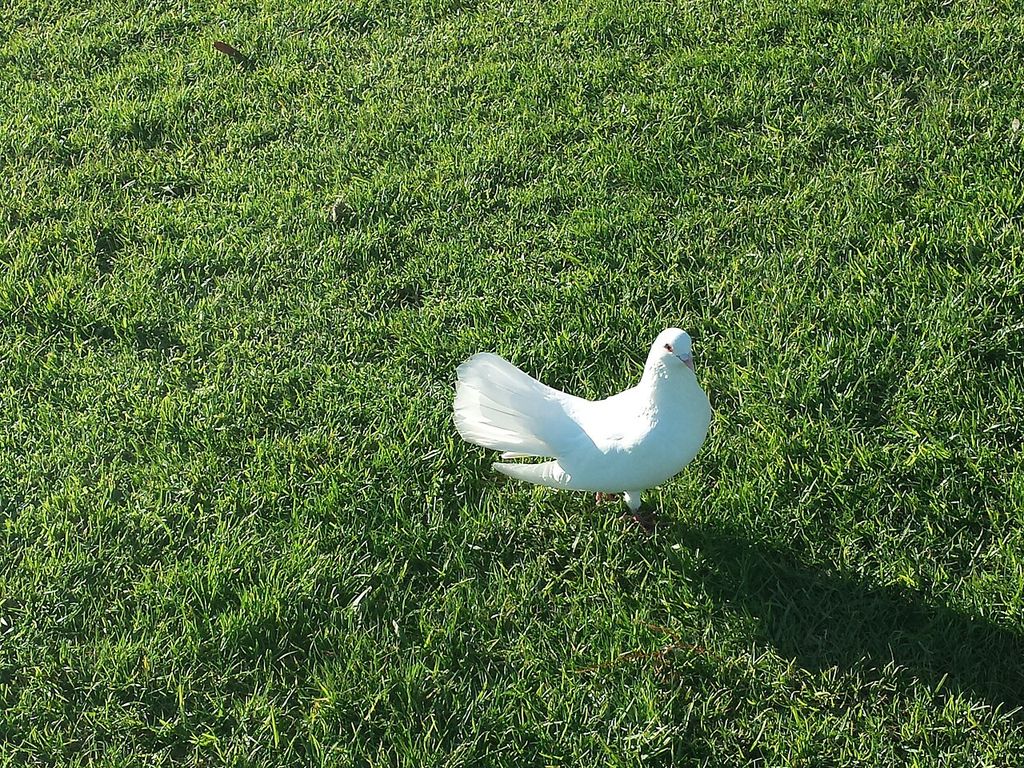 A white dove, showing the living bird’s feather texture and compact shape.