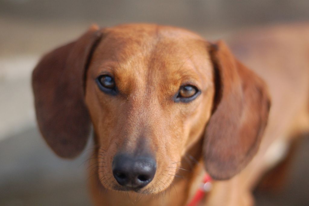 A dachshund, illustrating Picasso's dog Lump's breed, not Lump himself.