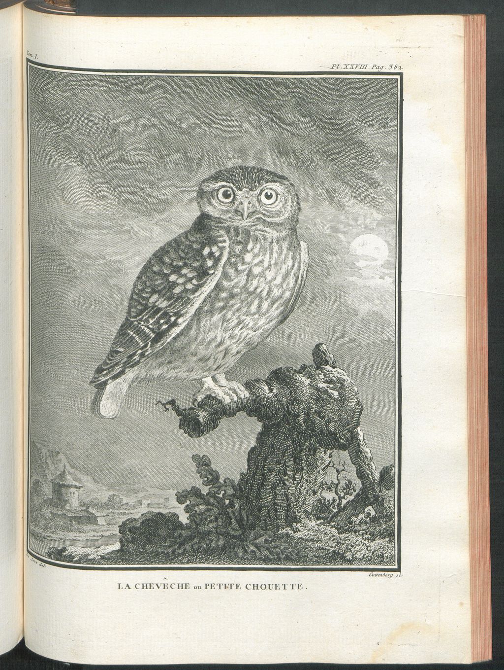 An owl illustration from Buffon’s Histoire naturelle des oiseaux (1770), showing the natural-history tradition behind the later book projects discussed here.