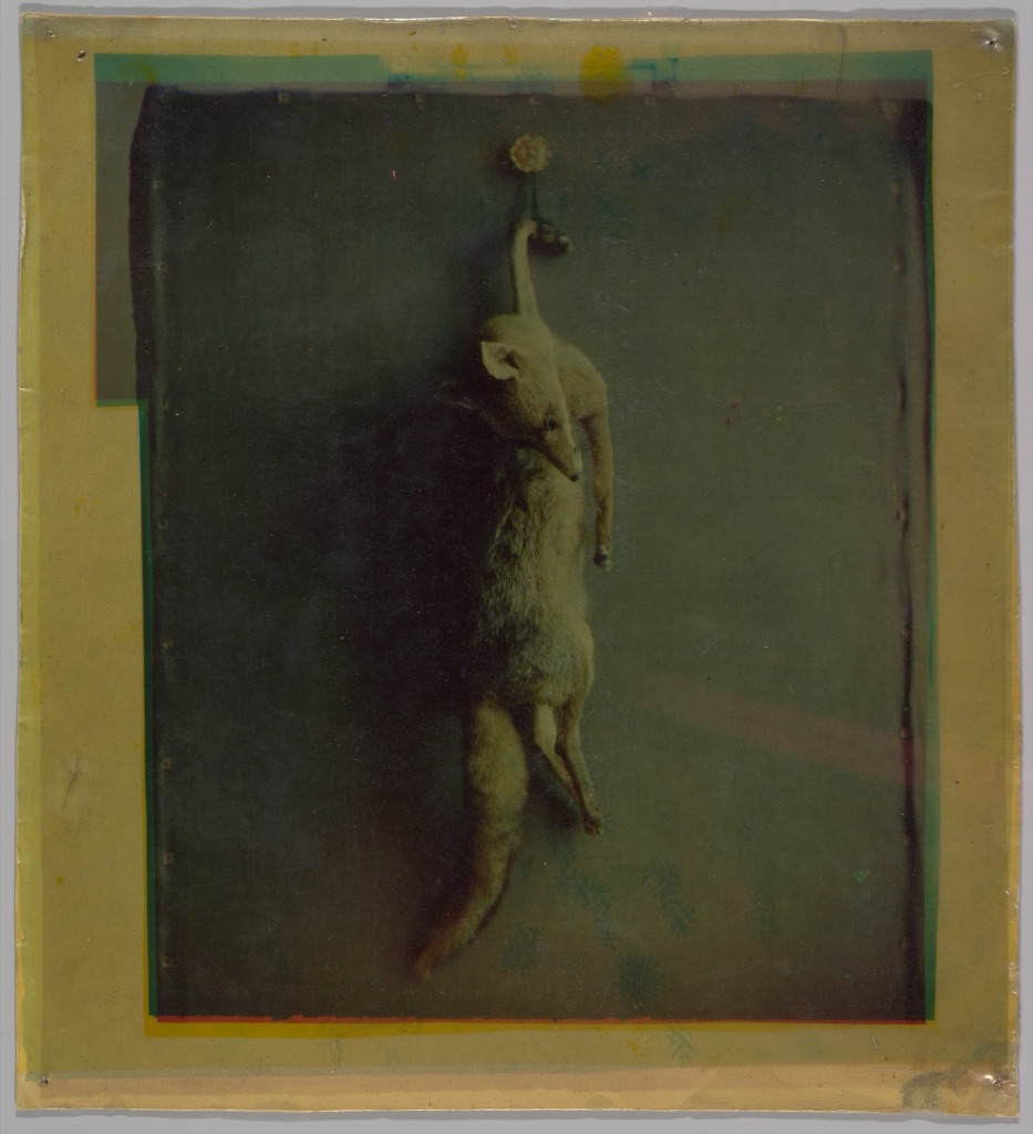 An early three-color assembly photograph shows a suspended fox against a dark field, with colored layer edges and a yellowed border visible.
