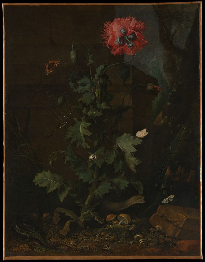 Marseus's dark still life gathers a red poppy, leafy stems, butterflies, a dragonfly, reptiles, snails, fungi and stones in one forest-floor scene.